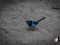 20160412-2ADU-013