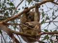 20160413-2ADU-021