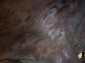 mulka-cave_25737058952_o