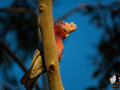 rosakakadu_25762897541_o