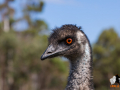 emu_25117279186_o