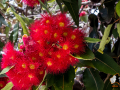 weihnachtsbaum_25230503685_o