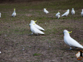 20160427-2ADU-069
